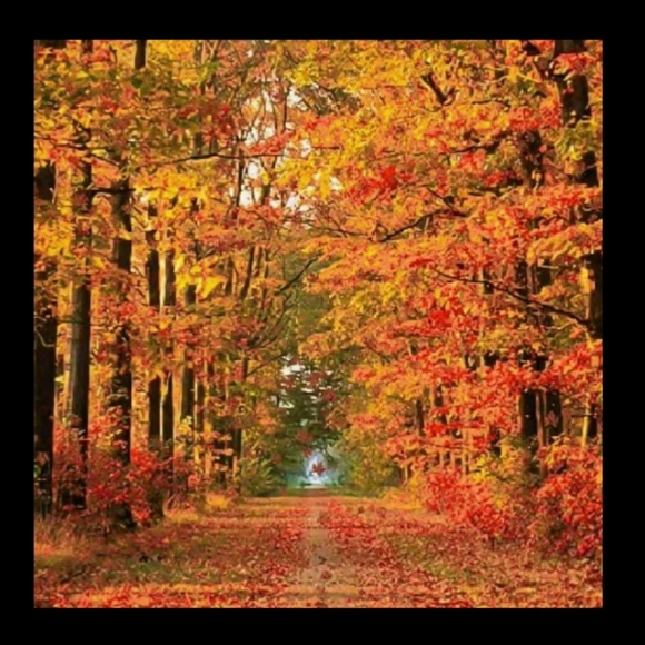 New Fall Color Shipping Bags 12x15.5 - Picture 13 of 13